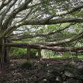 Exploring the Longest and Oldest Family Trees in the World: A Genealogical Journey